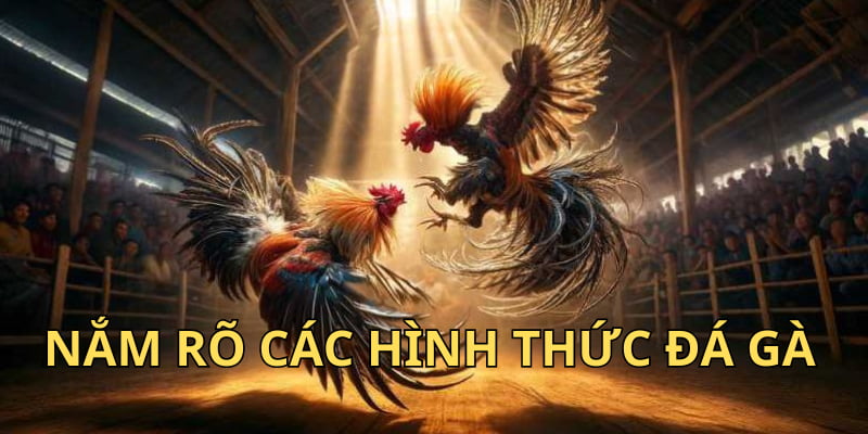 Kinh nghiệm đá gà mang lại cơ hội chiến thắng cao cho người chơi